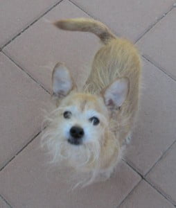 Adorable terrier chihuahua mix for adoption in las vegas 3