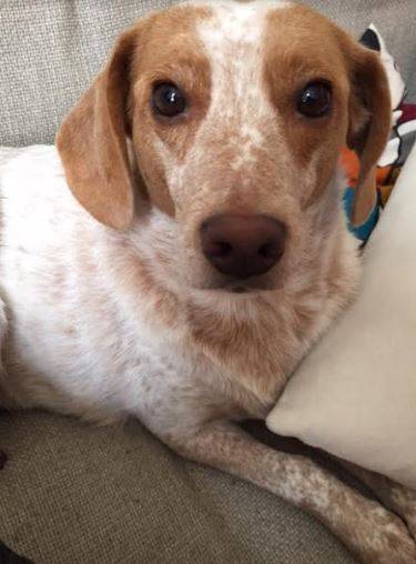 Beagle-mix-dog-for-adoption-2