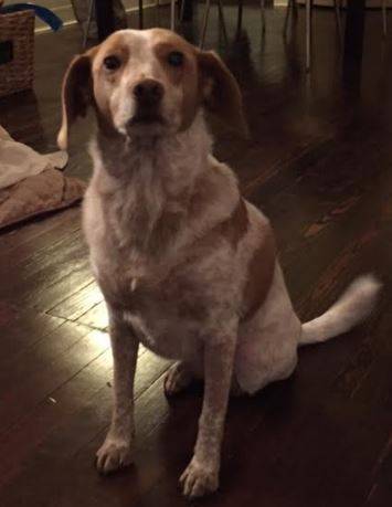Beagle-mix-dog-for-adoption