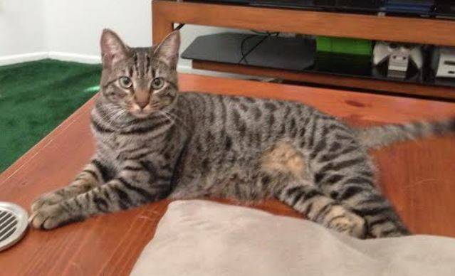 Bengal mix cat for adoption los angeles 3