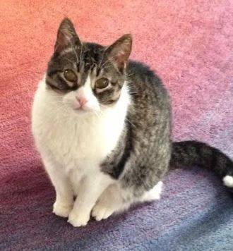 Bill-cute-tuxedo-tabby-cat-for-adoption-in-illinois-3