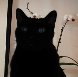 Black cat for adoption in ilinois