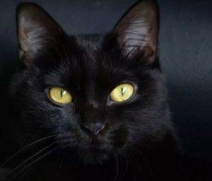 Black cat rehoming