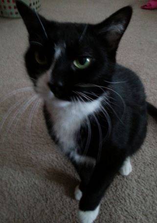 Black and white tuxedo cat for adoption in new york