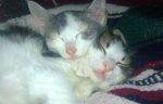 Bonded Calico Kittens For Adoption in Arkansas