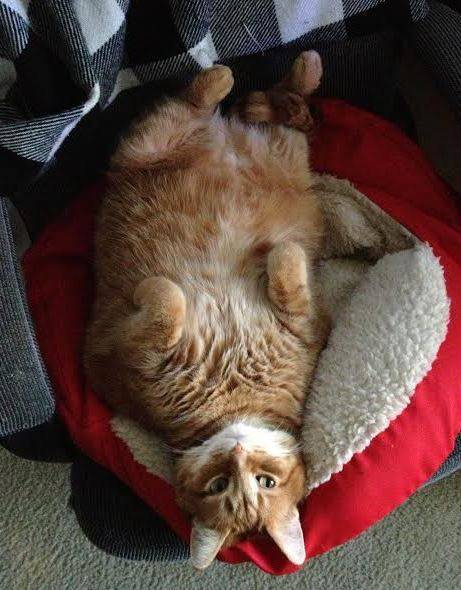 Bowser Orange Tabby Cat For Adoption Troy Michigan