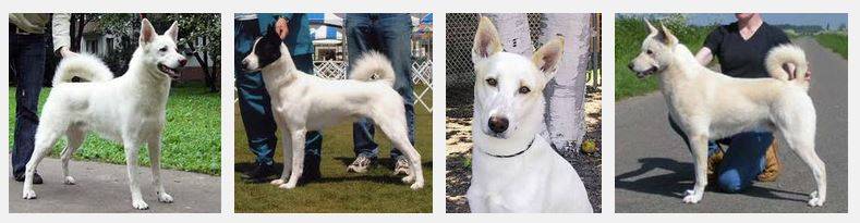 Canaan Dog Rehoming
