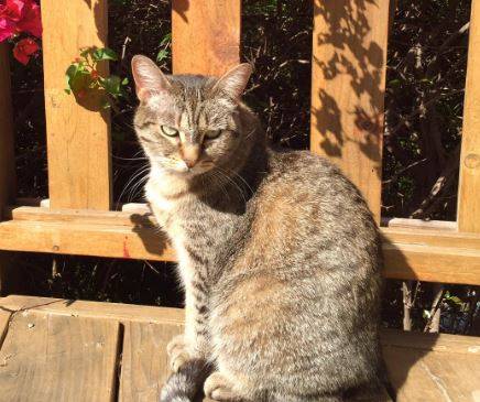 Caprica - affectionate tabby cat for adoption la 4