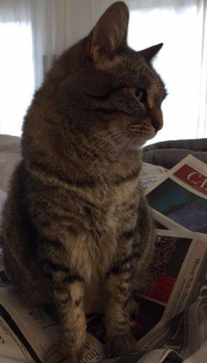 Caprica - affectionate tabby cat for adoption la