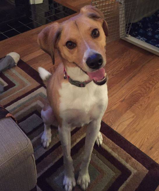 Charlie-beagle-mix-for-adoption-in-nashville