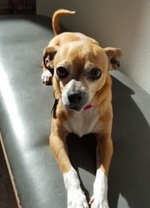 Cute Chihuahua Mix For Adoption in Los Angeles