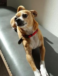 Cute Chihuahua Mix For Adoption in Los Angeles 4