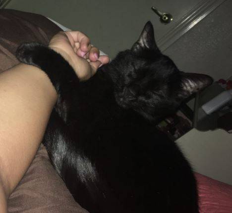 Declawed-black-cat-for-adoption-in-austin