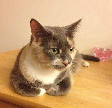 Dilute Calico Cat For Adoption Michigan