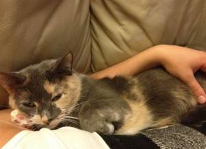 Dilute Calico Cat For Adoption Troy Michigan