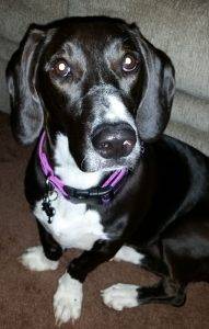 Bassett hound beagle mix dog for adoption in missouri