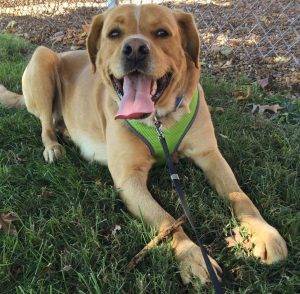 Golden retriever mix for adoption in tennessee