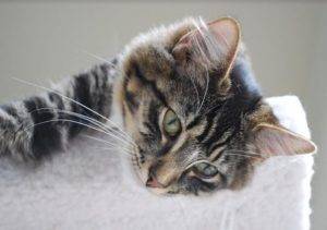 Gorgeous-medium-coat-tabby-cat-for-adoption-in-seattle-4