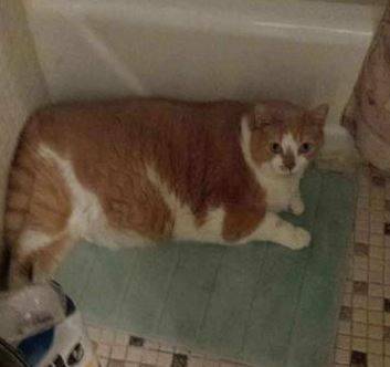 Gorgeous orange tabby for adoption in yonkersny