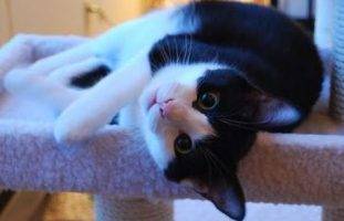 Tuxedo cat rehoming and adoption