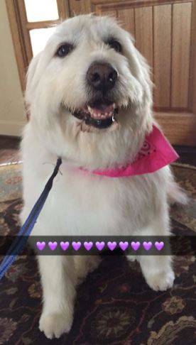 Great pyrenees for adoption wyoming colorado 3