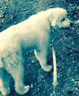 Great pyrenees for adoption wyoming colorado 5