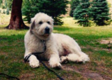 Great pyrenees for adoption wyoming colorado