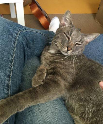 Grey tabby cat for adoption redlands ca 2