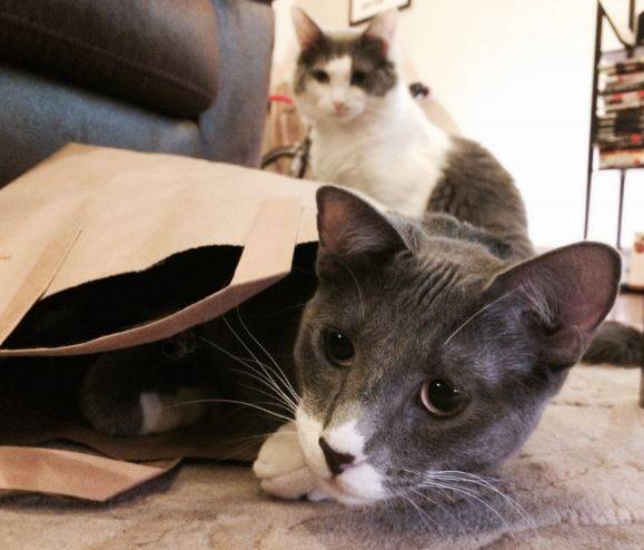 Grey-tuxedo-cat-for-adoption-in-northern-california
