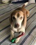 Harper - purebred beagle for adoption in tampa florida 4