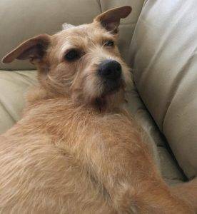 Heidi - labrador retriever terrier mix dog adoption. Seattle wa11
