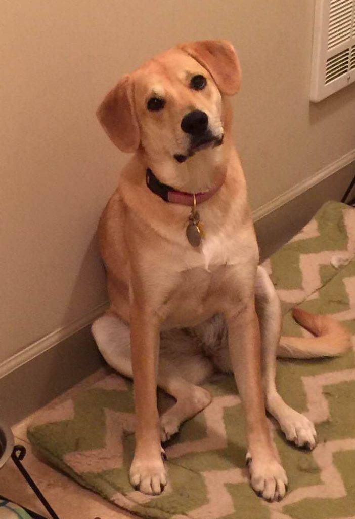 Gorgeous yellow lab mix dog for adoption in boston