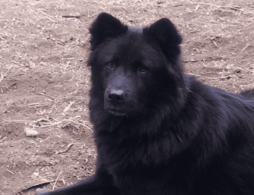Lab/chow chow mix for loving home near national city ca