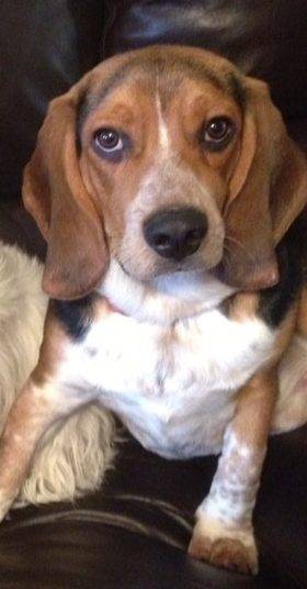 Bassett hound beagle mix for adoption in arkansas
