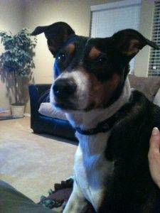 Snoopy - beagle terrier mix for adoption in texas