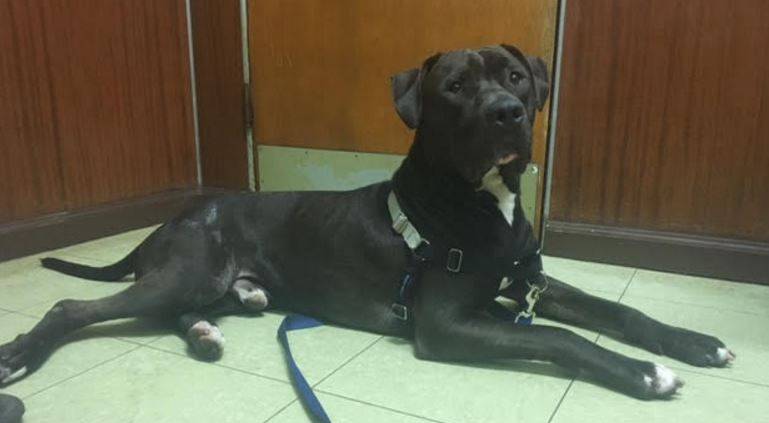 Lab-american-staffordshire-terrier-mix-for-adoption-chicago-2