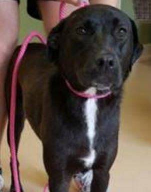 Lab mix for adoption in mississippi 2