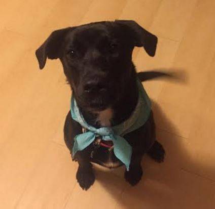 Lab Mix For Adoption in Mississippi