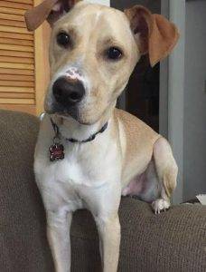 Labrador retriever whippet mix for rehoming in south carolina 8