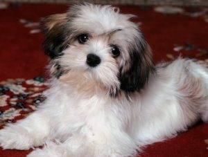 lhasa apso puppies for adoption near me