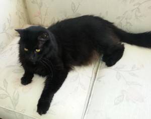 Long haired black and white cat for adoption in san diego 4