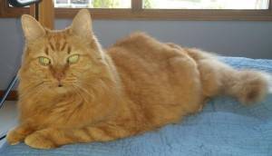Long haired orange tabby cat for adoption in cleveland oh 3