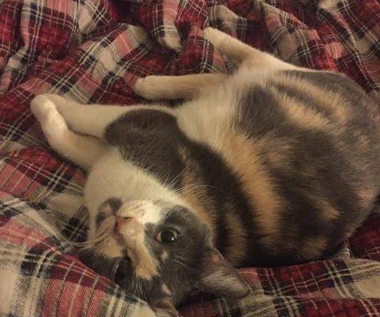 Luna - calico female cat for adoption brooklyn 2