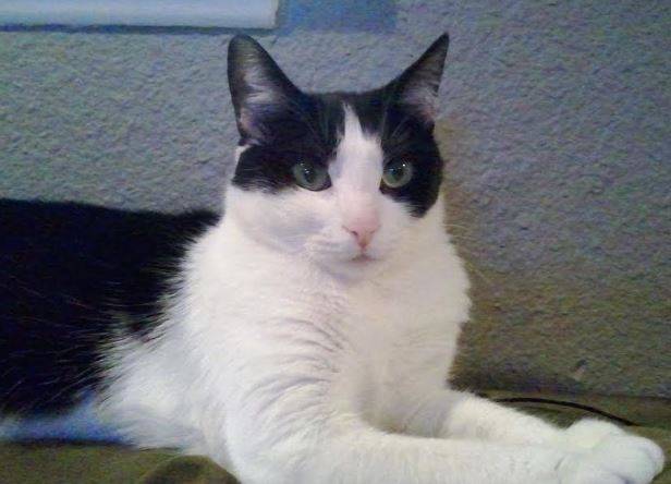Maggie - tuxedo cat for adoption in san antonio texas 2