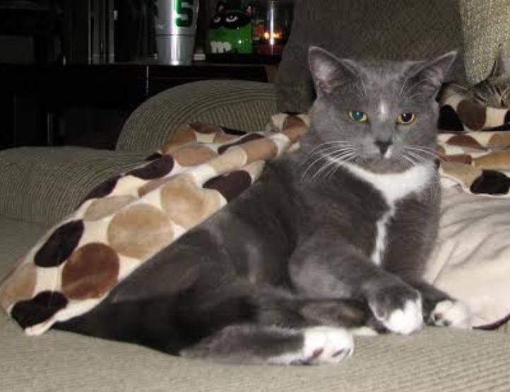 Medium haired grey and white cat for adoption in indiana 7