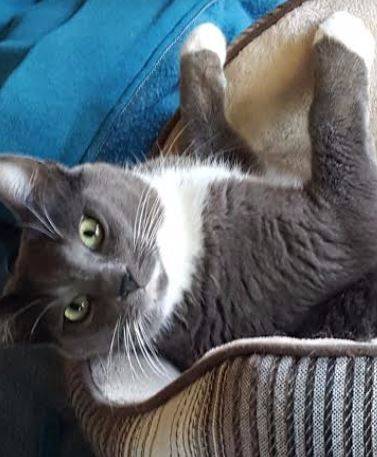Nube-gorgeous-grey-tuxedo-cat-for-adoption-in-portland-oregon-4