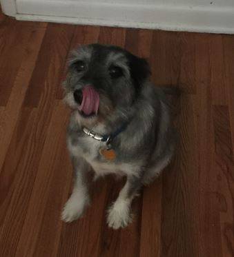 Oliver - cute terrier mix for adoption philadelphia