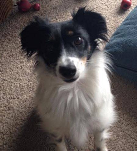 Papillon Jack Russell Terrier Mix For Adoption in Seattle 2