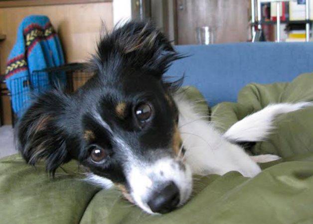 Papillon Jack Russell Terrier Mix For Adoption in Seattle 3