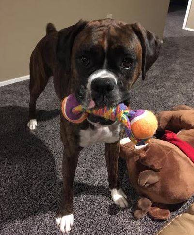 Purebred boxer for adoption in seattle 2